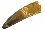 Real Fossil Spinosaurus Tooth - Huge Dinosaur Tooth #346934-1